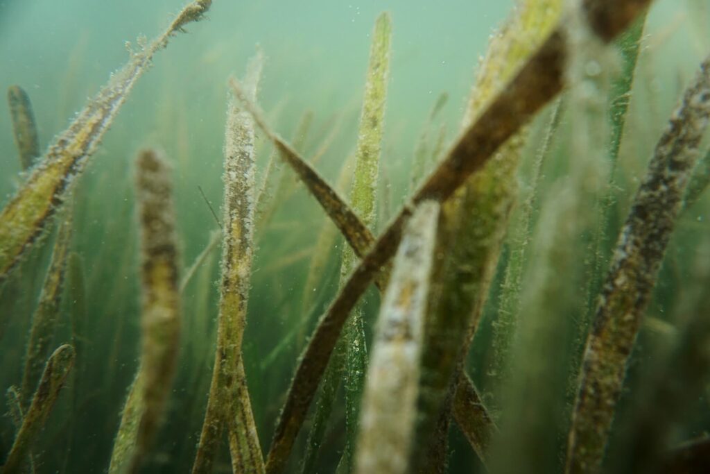 A close up view of seagrass blades