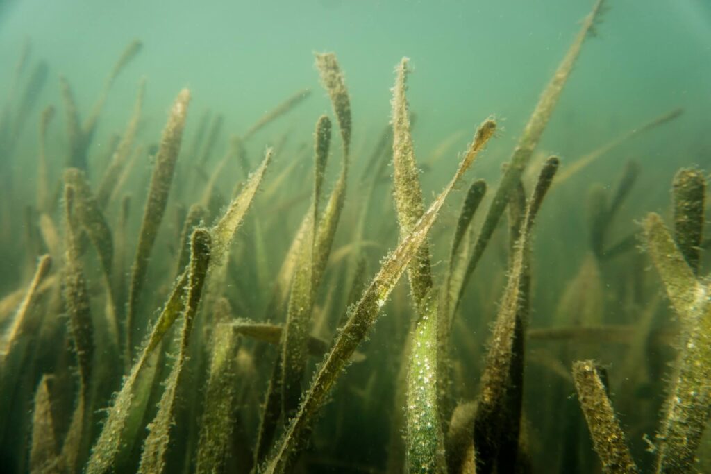 A close up view of seagrass blades