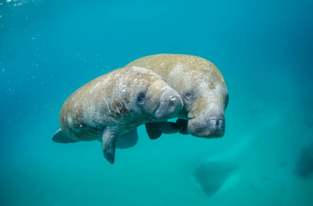 Manatees rely heavily on seagrass for their survival