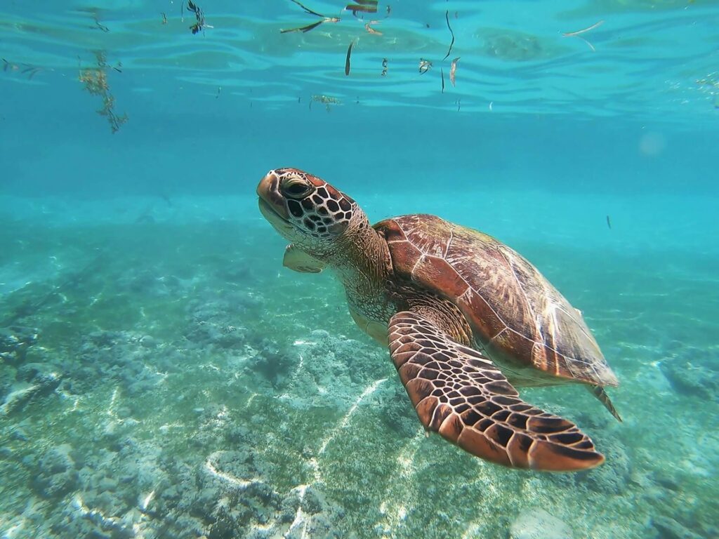 A sea turtle cruising above a seagrass bed in the Philippines