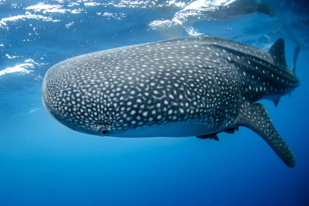 A close-up shot of a whale shark