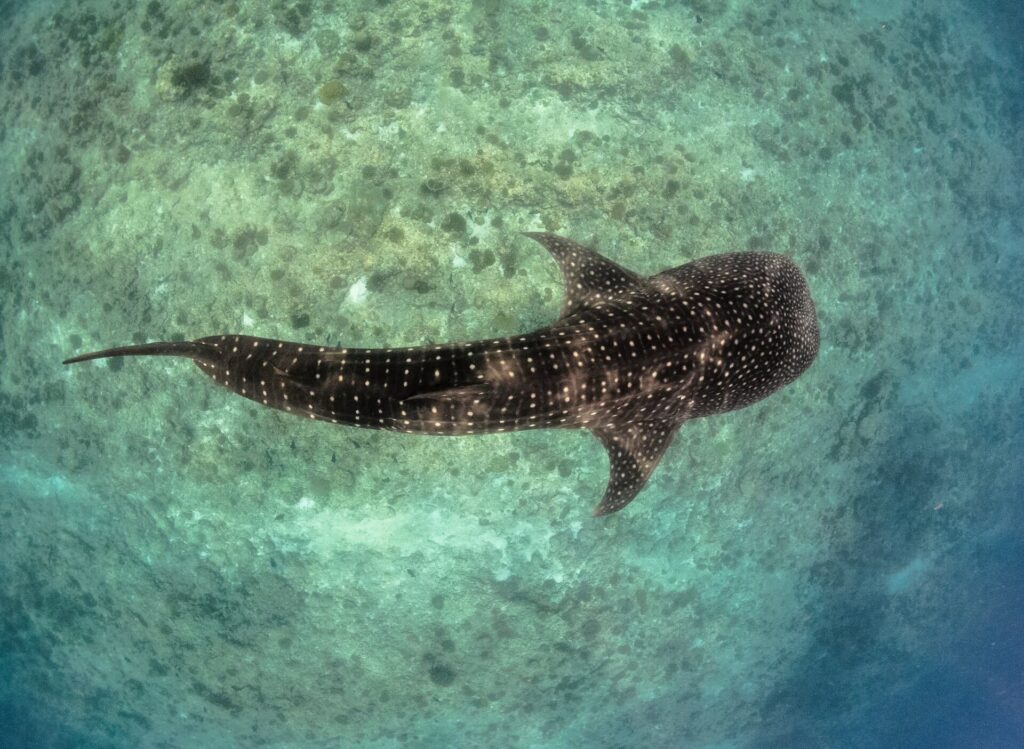 An aerial view of a whale shark swimming in shallow waters