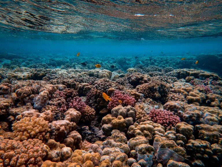 7 Inspiring Coral Reef Conservation Projects Around the World