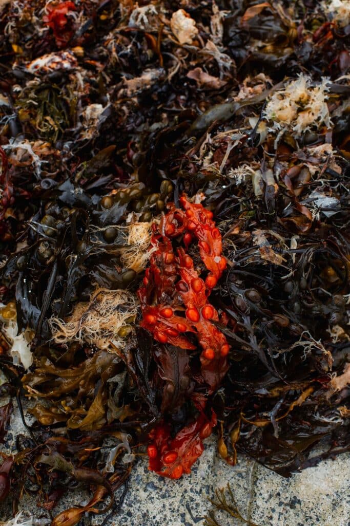 Brown and red kelp washed up on a beach