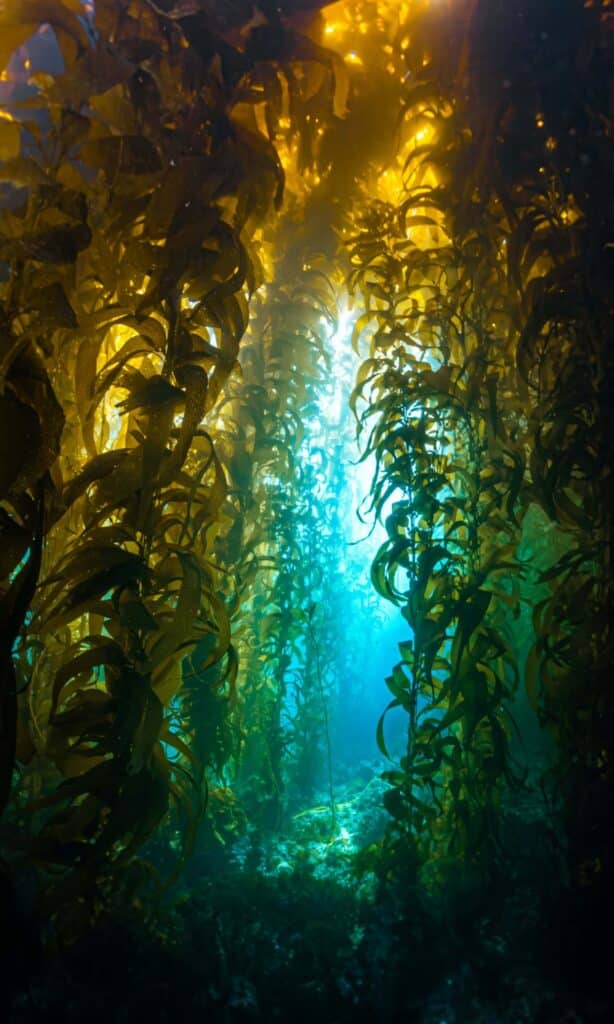A towering kelp forest with light shining through