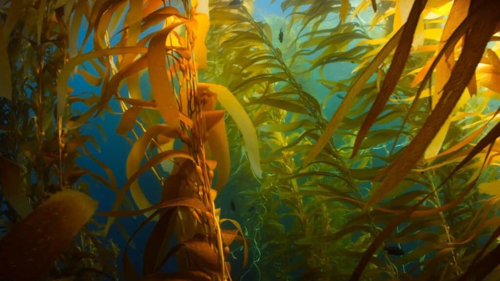 Golden brown kelp fronds swaying underwater