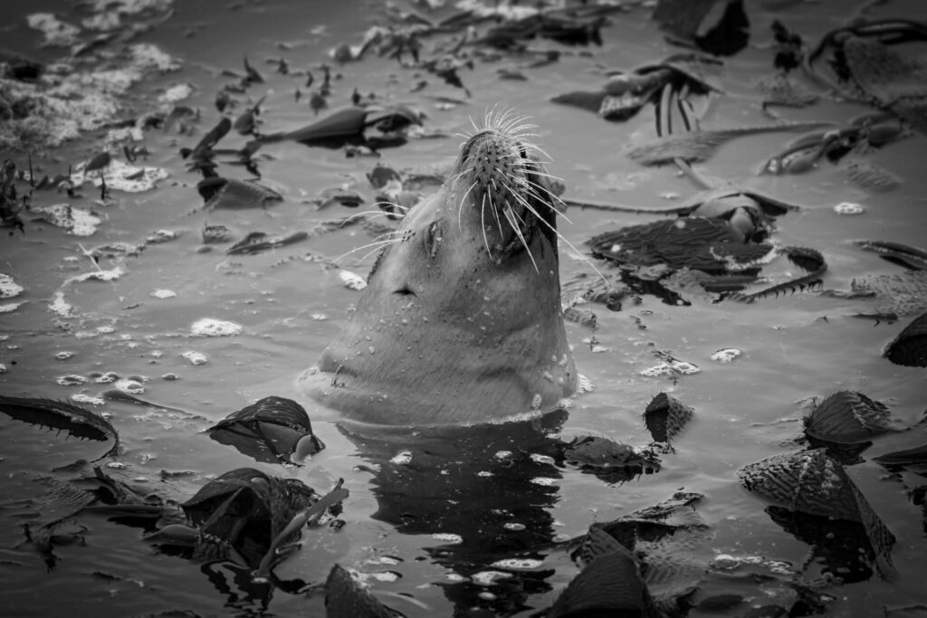 A seal emerges from a kelp forest