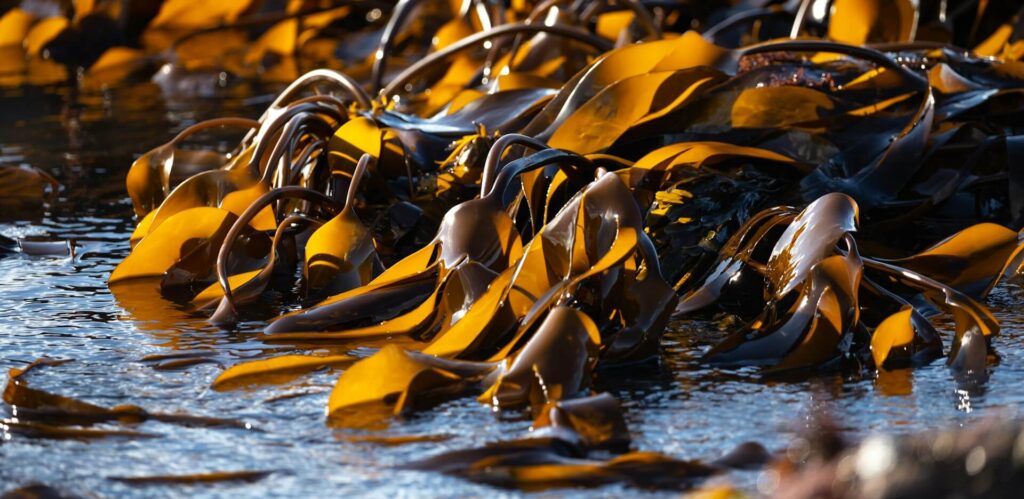 Brown kelp semi-submerged in shallow water