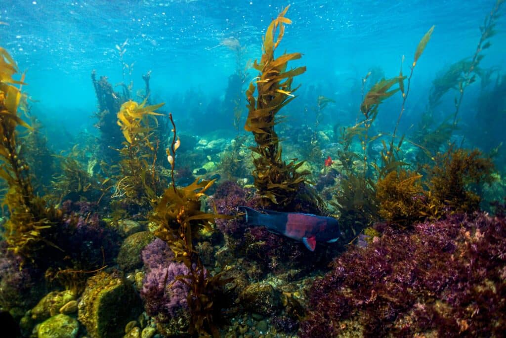 A colourful fish swimming through a kelp forest