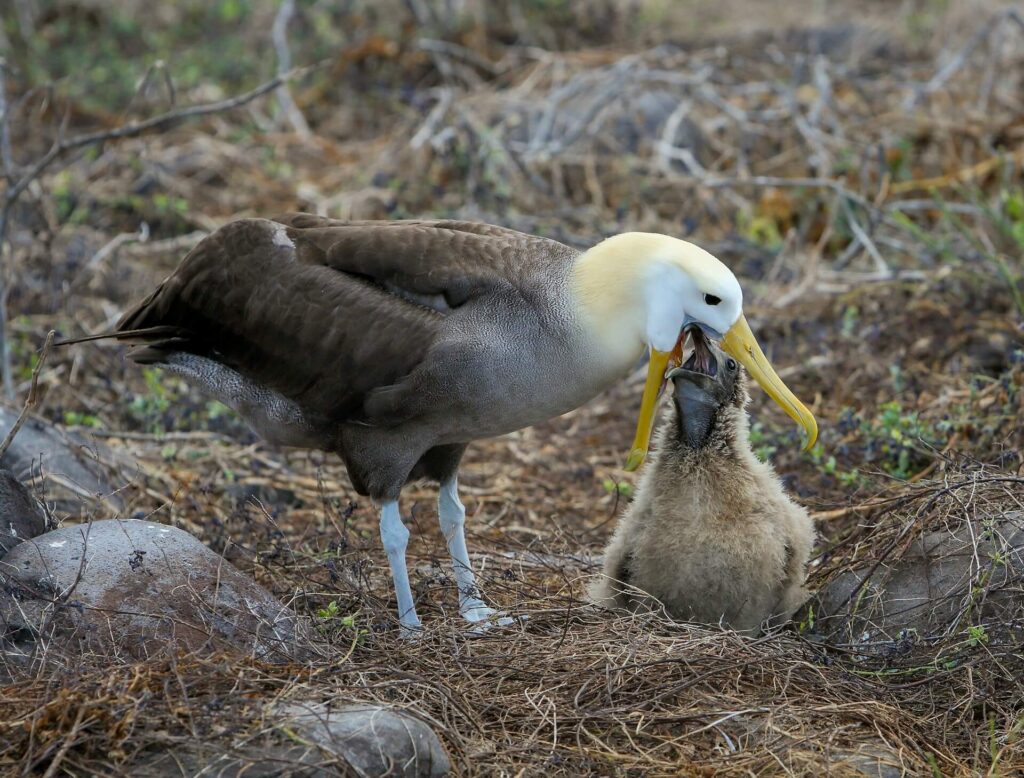 A waved albatross feeding its chick