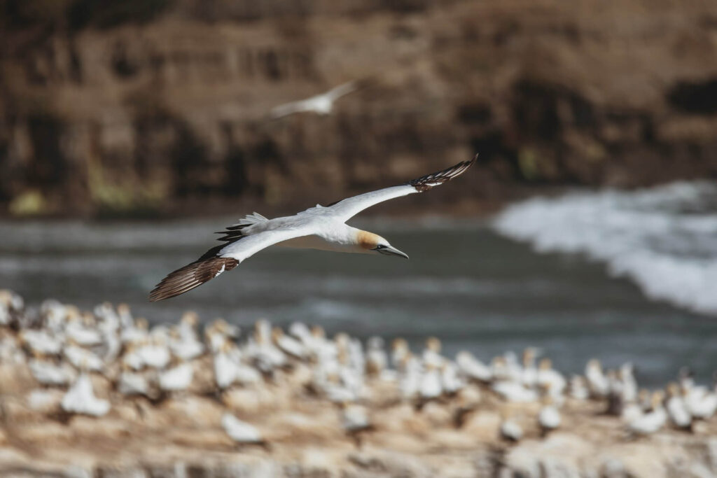 A gannet soars over its colony