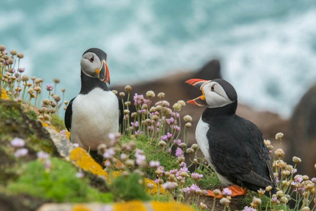 A pair of puffins on an oceanside cliff