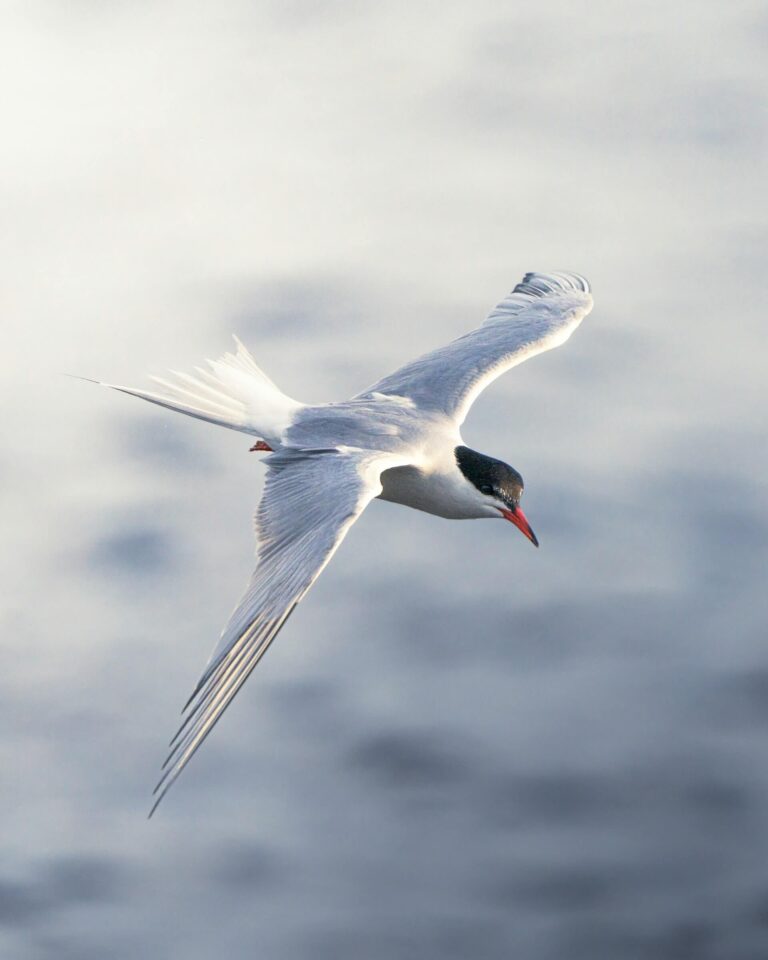 The Importance of Seabirds to Healthy Marine Ecosystems