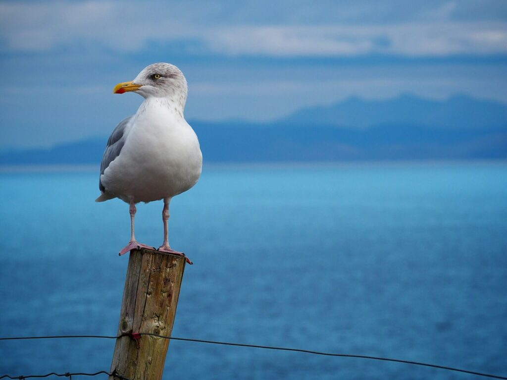 A seagull perched on a wooden post beside the water