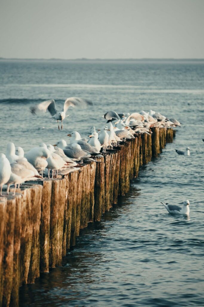 Seagulls gathered on the remains of a wooden jetty